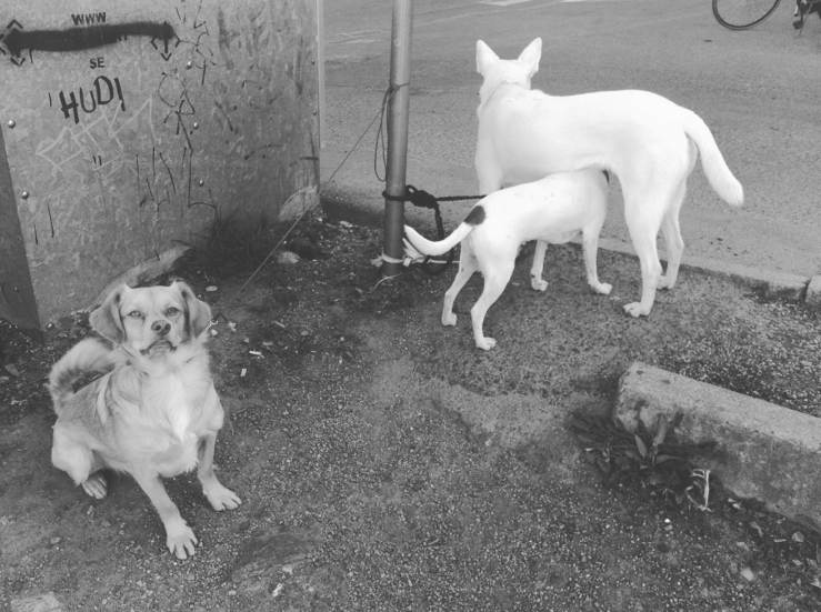 hundar utanför ica