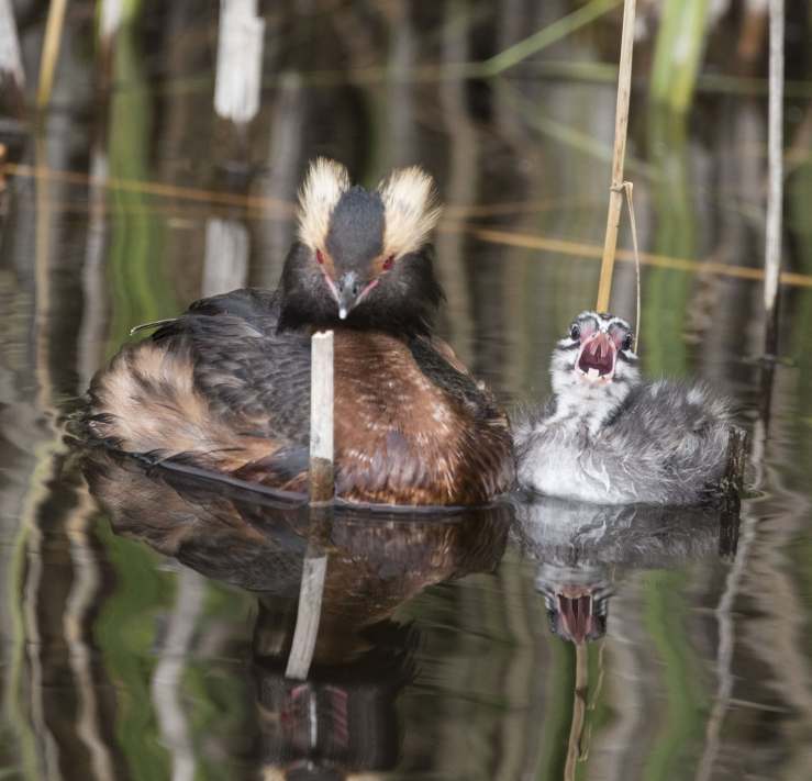 37948092_10160734435250302_1201197061567938560_n